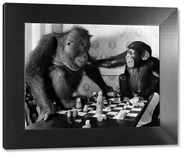 Animal - Monkeys. 'You cheated'- Alamy seems to be saying as he tries to grab
