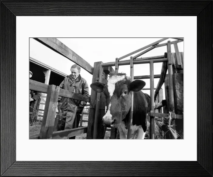 Framed Print : Thirsk Racing Stables: Mr. Arthur J. Herriot Vet at Thirsk Racing Stables Framed Print : Thirsk Racing Stables: Mr. Arthur J. Herriot Vet at Thirsk Racing Stables