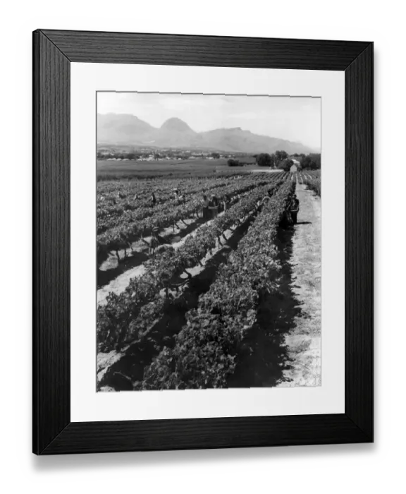 Framed Print : Workers picking grapes in vineyard, Paarl, South Africa. June 1955 P005271 Framed Print : Workers picking grapes in vineyard, Paarl, South Africa. June 1955 P005271