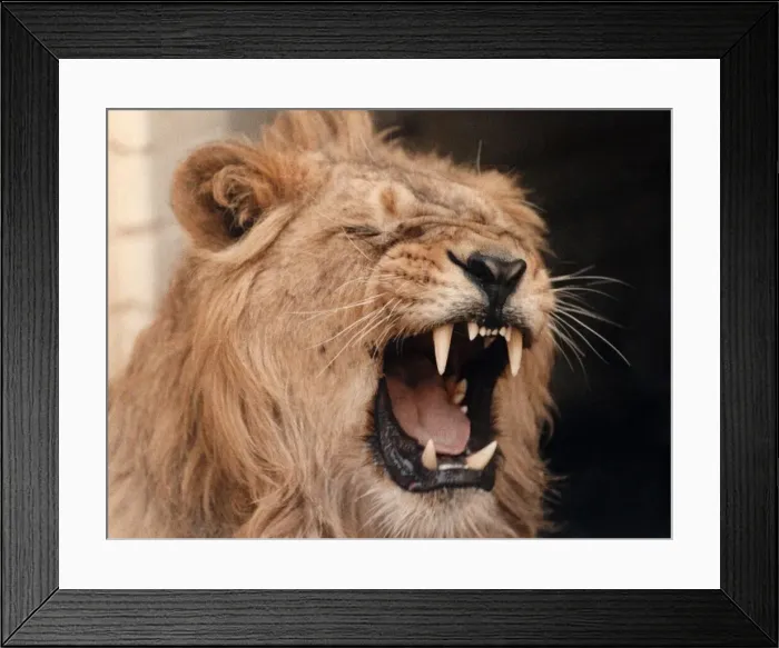 Framed Print : Animals Lions. March 1992 P004166