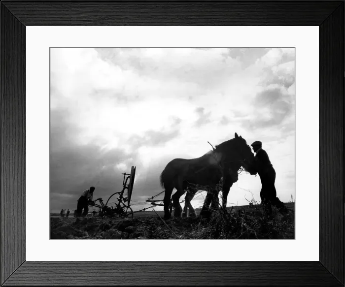 Framed Print : Brain Randle - Story from Trump of Taunton 18th World Ploughing Contest