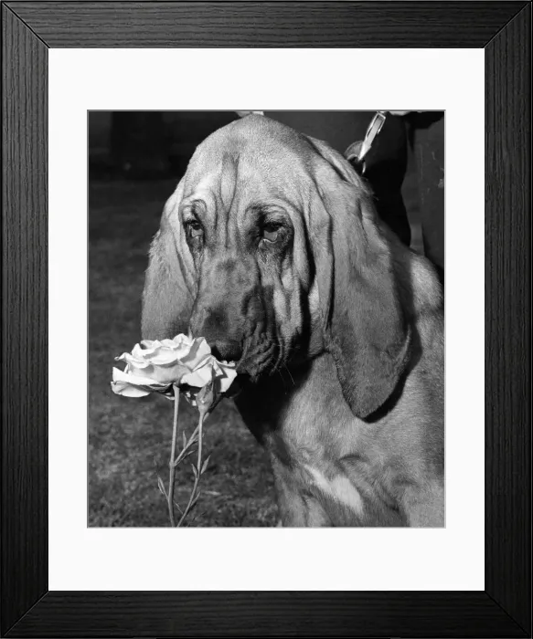 Framed Print : Bloodhound smelling the roses. July 1965 P007394 Framed Print : Bloodhound smelling the roses. July 1965 P007394