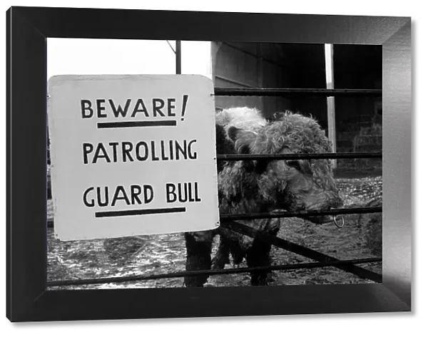Unusual  /  Humour: Fodder Thieves Patrolling Guard Bull. January 1975 75-00402-001