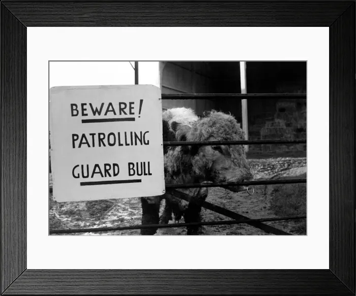 Framed Print : Unusual  /  Humour: Fodder Thieves Patrolling Guard Bull. January 1975 75-00402-001