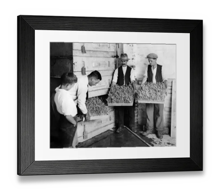 Framed Print : Taking tray of fresh fodder from cupboard grown in 10 days. September 1933 P004464