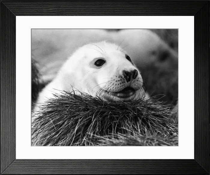 Framed Print : Animals - Seals. Baby Seal. P004205 Framed Print : Animals - Seals. Baby Seal. P004205