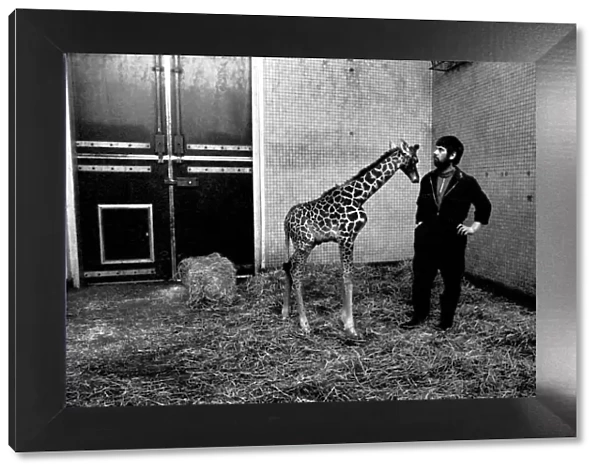 Keeper Jeff Nicklin with baby giraffe. January 1975 75-00398-003