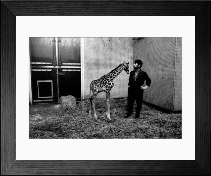 Framed Print : Keeper Jeff Nicklin with baby giraffe. January 1975 75-00398-003 Framed Print : Keeper Jeff Nicklin with baby giraffe. January 1975 75-00398-003