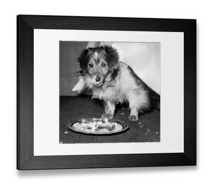 Framed Print : Third-time-lucky Cornelius, a mongrel of uncertain age, licks his chops after polishing