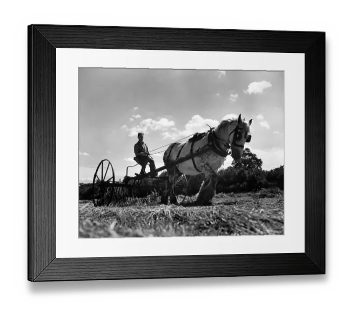 Framed Print : Haymaking at Birling. June 1944 P04514 Framed Print : Haymaking at Birling. June 1944 P04514