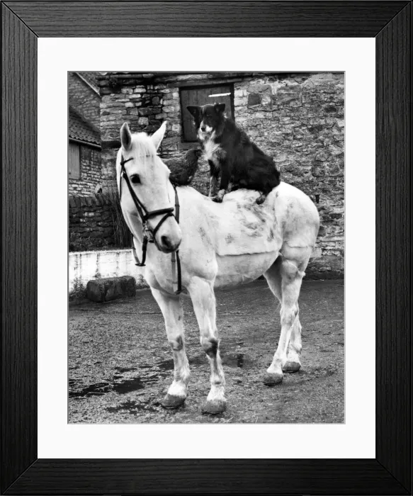 Framed Print : Snowy the white mare taking her two pals - Hetty the hen Framed Print : Snowy the white mare taking her two pals - Hetty the hen