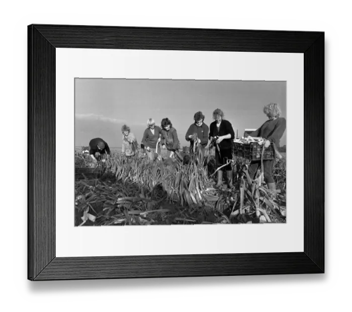 Framed Print : Agriculture Farm Labour. The Whites Gang'picking leeks he Holbeach, St Framed Print : Agriculture Farm Labour. The Whites Gang'picking leeks he Holbeach, St
