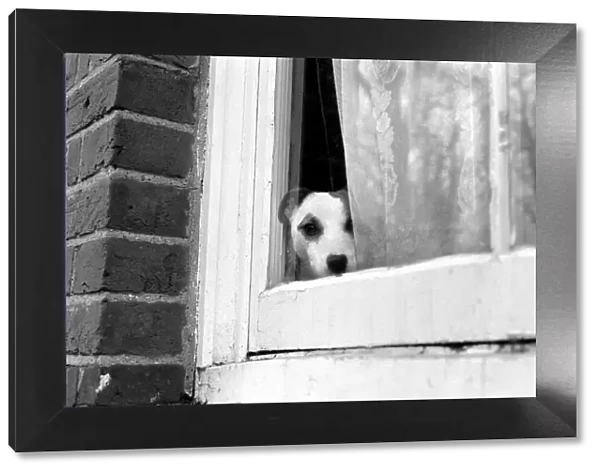 Small dog by window. January 1975 75-00144-001