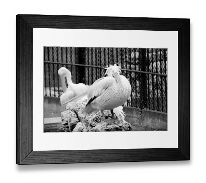 Framed Print : Zoo: Pelicans at London Zoo. January 1975 75-00004-014 Bad Hair Day Framed Print : Zoo: Pelicans at London Zoo. January 1975 75-00004-014 Bad Hair Day