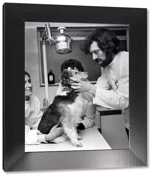 Vet in action: Dog Home at Battersea. January 1975 75-00031