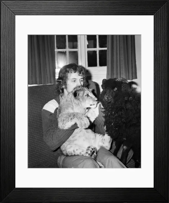 Framed Print : Lamb and Lion and Safari Warden Ken Lawrence. December 1974 74-7586 Framed Print : Lamb and Lion and Safari Warden Ken Lawrence. December 1974 74-7586
