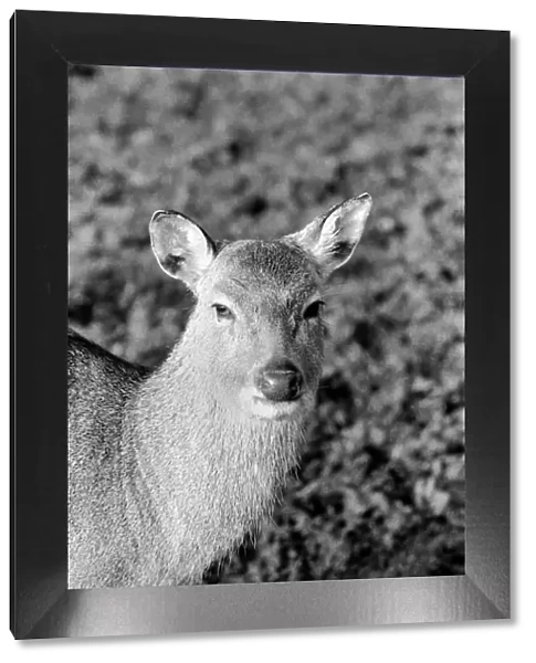 Deer at Whipsnade Zoo. December 1974 74-7583-006