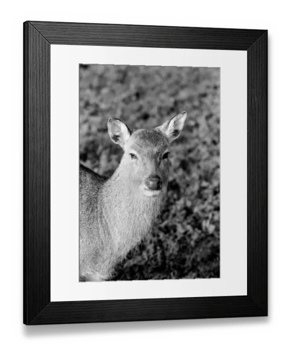 Framed Print : Deer at Whipsnade Zoo. December 1974 74-7583-006