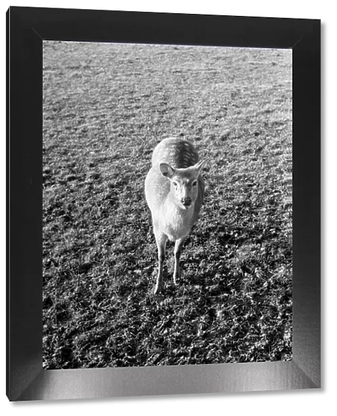 Deer at Whipsnade Zoo. December 1974 74-7583-009