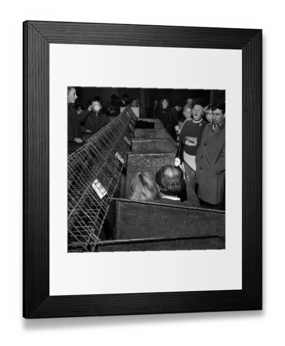 Framed Print : Bolton Dog Show: Some dogs went reluctantly to the Bolton Dog Show the first show of Framed Print : Bolton Dog Show: Some dogs went reluctantly to the Bolton Dog Show the first show of