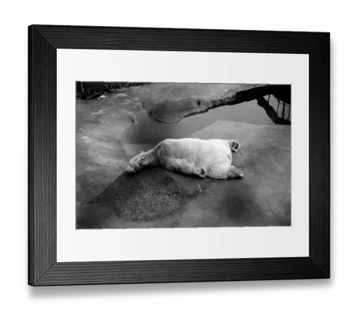 Framed Print : Polar Bear Sabrina seen here relaxing in her enclosure at London Zoo January 1975