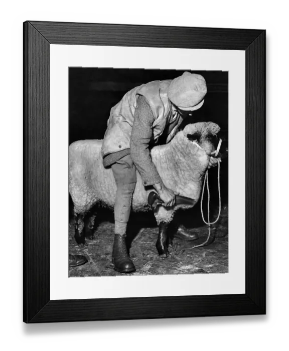 Framed Print : The Smithfield show opens tomorrow (Monday) at Earls Court Framed Print : The Smithfield show opens tomorrow (Monday) at Earls Court