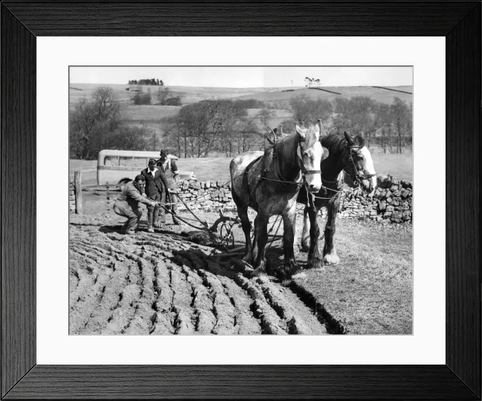 Framed Print : Norman Fox, bus driver teaches boys farming at Faestone, Bellingham, Northumberland Framed Print : Norman Fox, bus driver teaches boys farming at Faestone, Bellingham, Northumberland