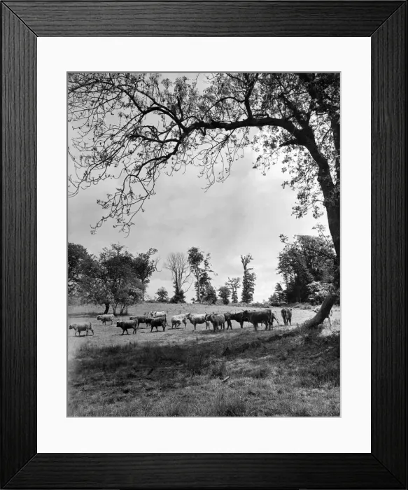Framed Print : A Highland scene in the County of Kent, showing Highland steers roaming the fields Framed Print : A Highland scene in the County of Kent, showing Highland steers roaming the fields