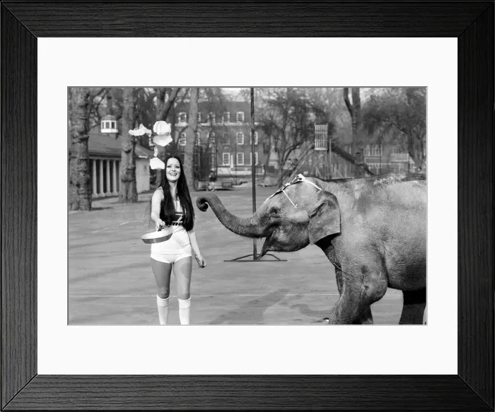 Framed Print : Strange tales of London. Beauty Queens (who will be in the pancake race on Tuesday Framed Print : Strange tales of London. Beauty Queens (who will be in the pancake race on Tuesday