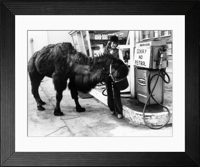 Framed Print : Camel at the Texco garage in the city which has ran out of petrol during the fuel crisis