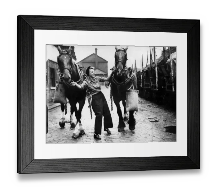 Framed Print : World War II. Women holding on to a team of heavy horses in a coal yard in the North of Framed Print : World War II. Women holding on to a team of heavy horses in a coal yard in the North of