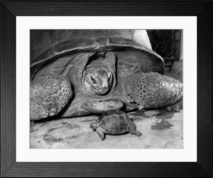 Framed Print : Think Big. Son. Then In About 50 Years You Can Be like me Surely I Framed Print : Think Big. Son. Then In About 50 Years You Can Be like me Surely I