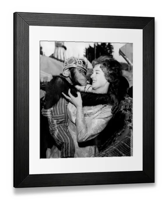 Framed Print : Animals Monkeys Chimps: 20 year old saleslady Wendy Goff, the Southend Carnival Queen Framed Print : Animals Monkeys Chimps: 20 year old saleslady Wendy Goff, the Southend Carnival Queen