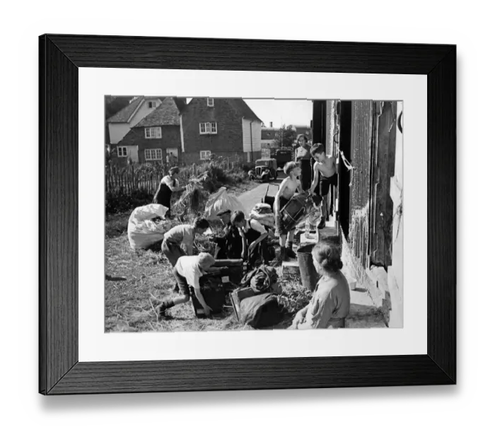 Framed Print : London hop-pickers in Kent for opening of the picking season. August 1943 P004367