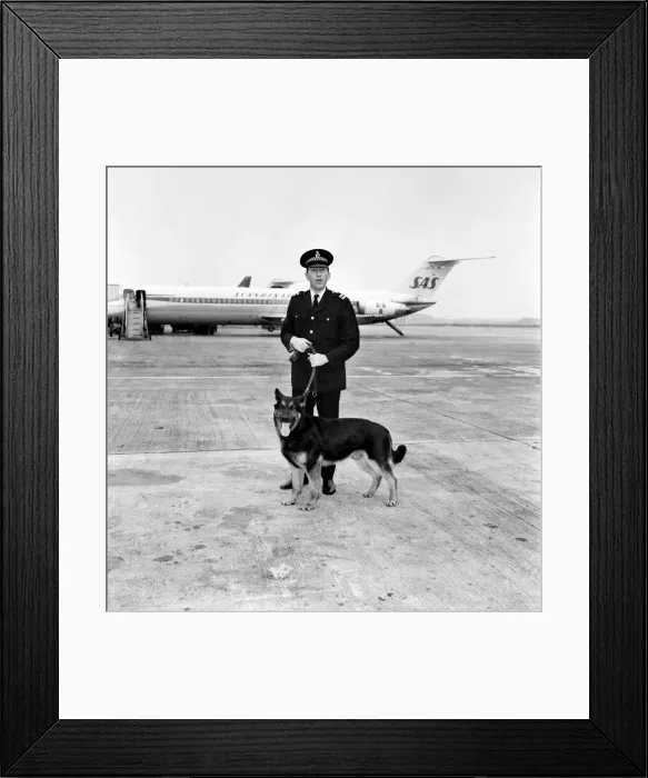 Framed Print : P. C. Peter Sutton and Police Dog. Febraury 1975 75-00646-001 Framed Print : P. C. Peter Sutton and Police Dog. Febraury 1975 75-00646-001