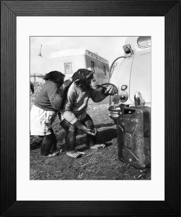 Framed Print : Animals: Monkeys: Chimpanzees. A couples of wide boys. Its difficult finding enough Framed Print : Animals: Monkeys: Chimpanzees. A couples of wide boys. Its difficult finding enough