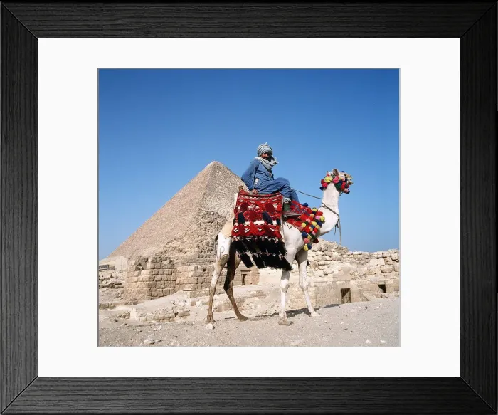 Framed Print : Pyramid Giza Egypt man on camel Framed Print : Pyramid Giza Egypt man on camel