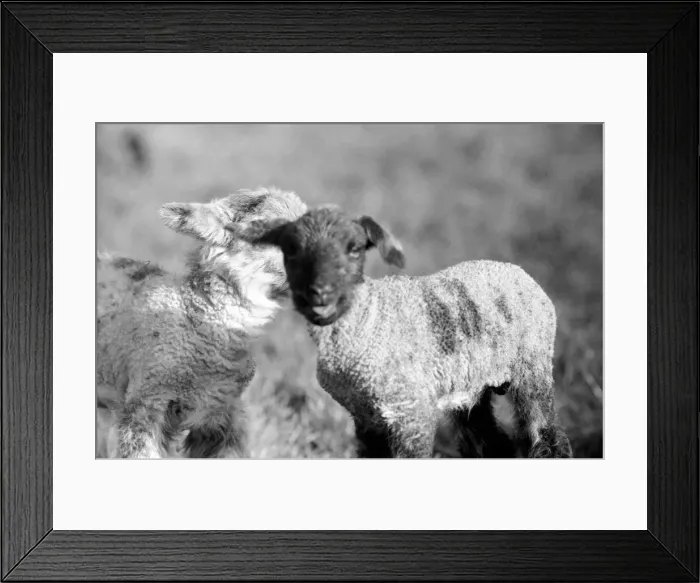 Framed Print : Spring lambs in Kent. January 1975 75-00492-012
