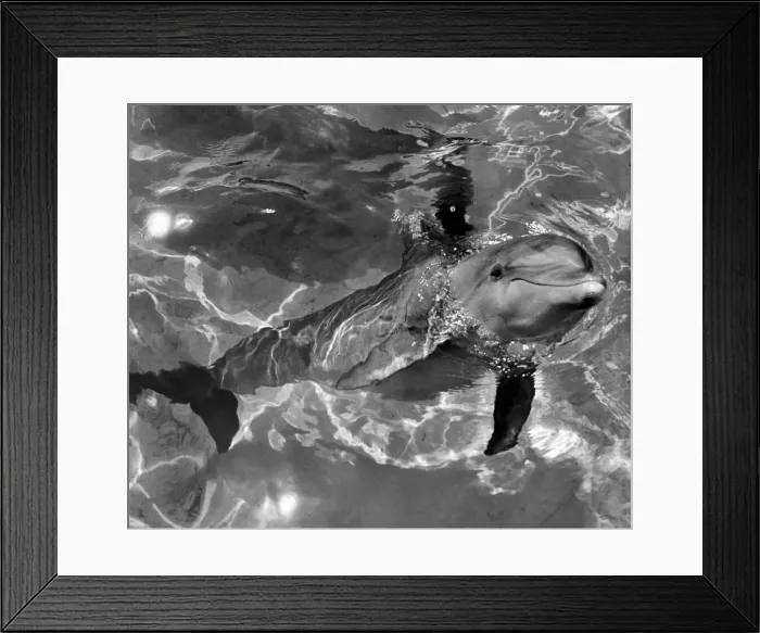 Framed Print : Dolphins. May 1964 P005195
