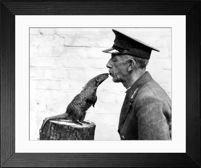 Framed Print : Animal: Mongoose. August 1935 P004160 Framed Print : Animal: Mongoose. August 1935 P004160
