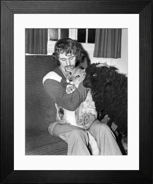Framed Print : Lamb and Lion and Safari Warden Ken Lawrence. December 1974 74-7586-003 Framed Print : Lamb and Lion and Safari Warden Ken Lawrence. December 1974 74-7586-003