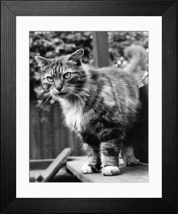Framed Print : Fluff the Boss Cat at the Battersea Dogs home. May 1967 P005158