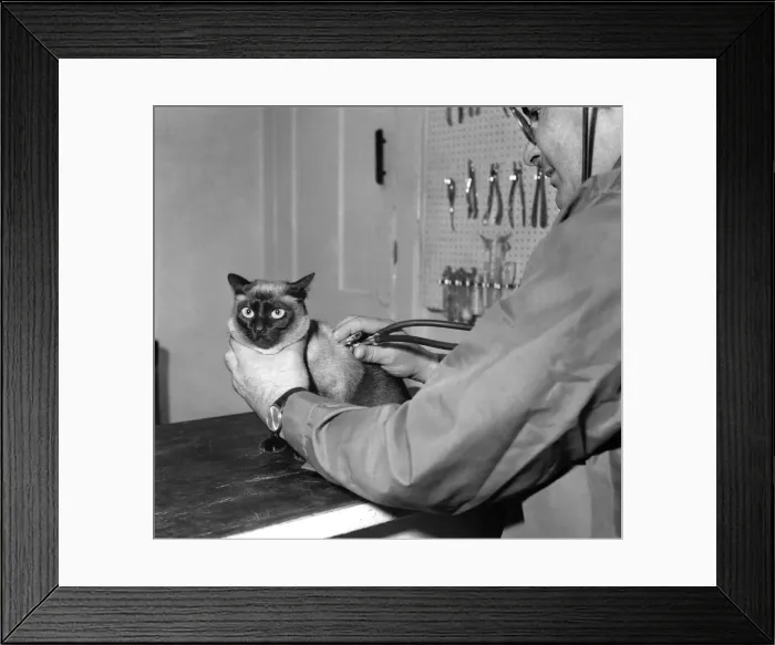 Framed Print : Rani, a Siamese cat, has his annual check-up at the vets. Feburay 1966 P005154
