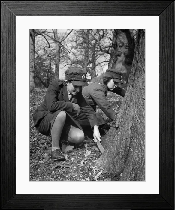 Framed Print : World war II Women: Recruit Christmas looking for a snail... Volunteer Christmas of the A Framed Print : World war II Women: Recruit Christmas looking for a snail... Volunteer Christmas of the A