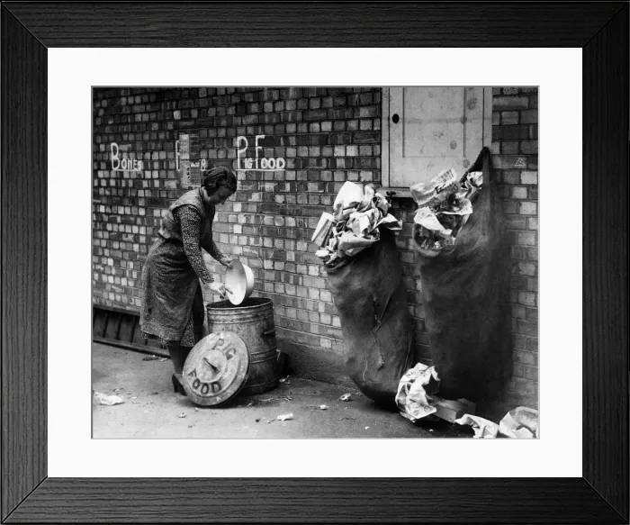 Framed Print : World War II: War on waste on the home front. A woman scrapes the remains of her dinner Framed Print : World War II: War on waste on the home front. A woman scrapes the remains of her dinner