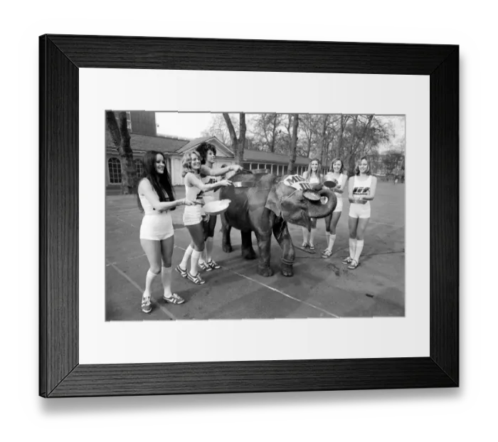 Framed Print : Strange tales of London. Beauty Queens (who will be in the pancake race on Tuesday Framed Print : Strange tales of London. Beauty Queens (who will be in the pancake race on Tuesday