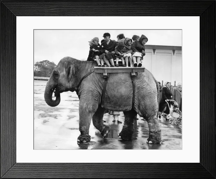 Framed Print : Children ride on the back of an elephant at Belle Vue Manchester. May 1957 P009424 Framed Print : Children ride on the back of an elephant at Belle Vue Manchester. May 1957 P009424
