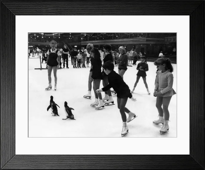 Framed Print : The polite penguins, Rocky and Clementine, enjoy themselves at the ice-rink quite Framed Print : The polite penguins, Rocky and Clementine, enjoy themselves at the ice-rink quite