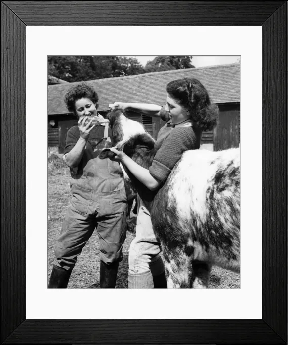 Framed Print : They Have Chosen Farming As A Career: There are a number of girls taking the 12 months Framed Print : They Have Chosen Farming As A Career: There are a number of girls taking the 12 months