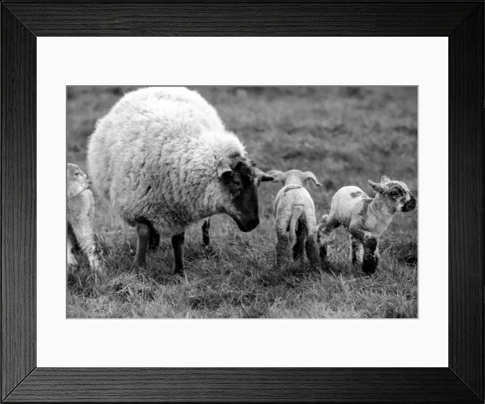 Framed Print : Mother with young spring lambs in Kent. January 1975 75-00492-004 Framed Print : Mother with young spring lambs in Kent. January 1975 75-00492-004